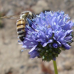 apis mellifera and gilia capitata - honey bee on globe gilia apis mellifera and gilia capitata